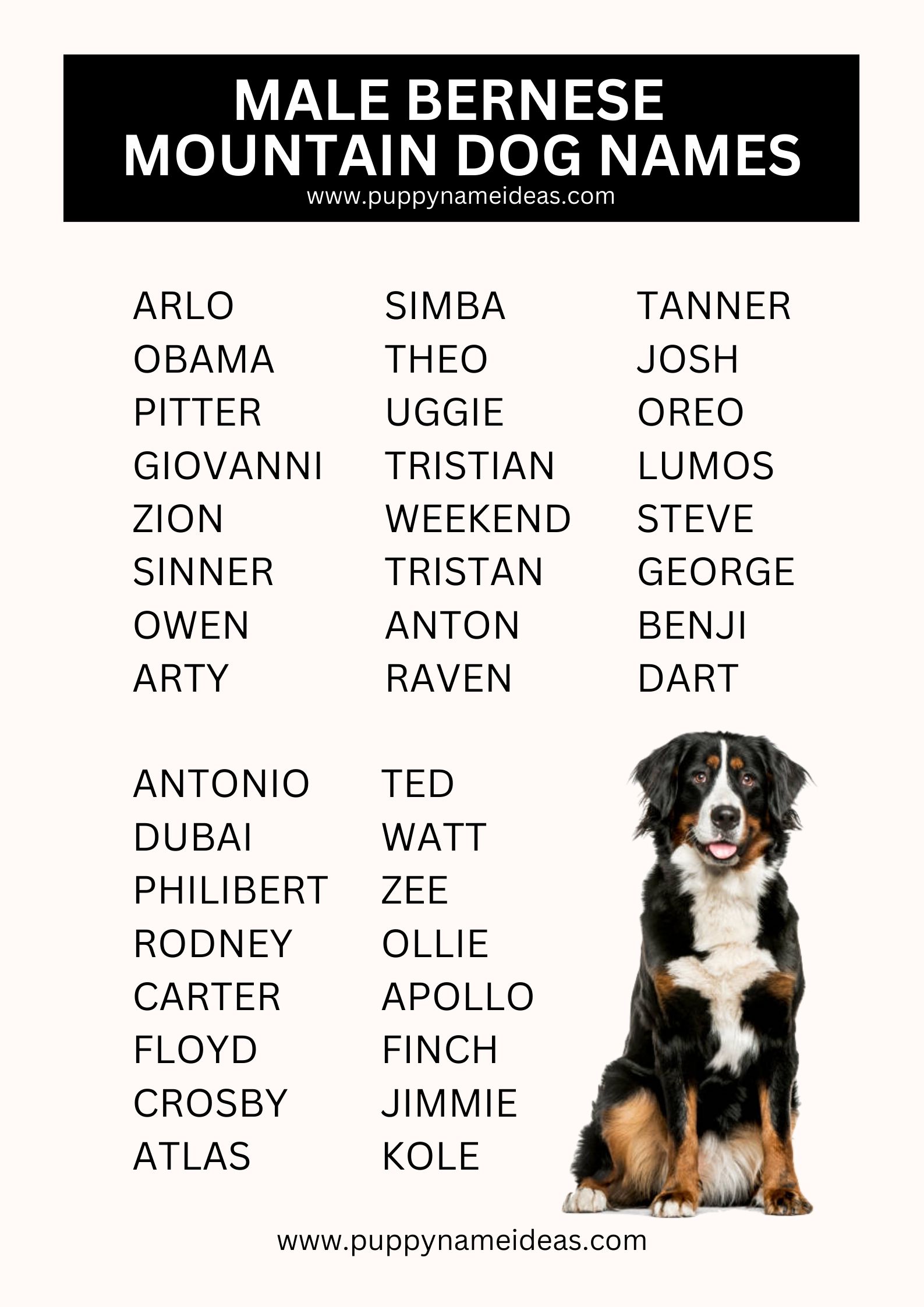 List Of Male Bernese Mountain Dog Names