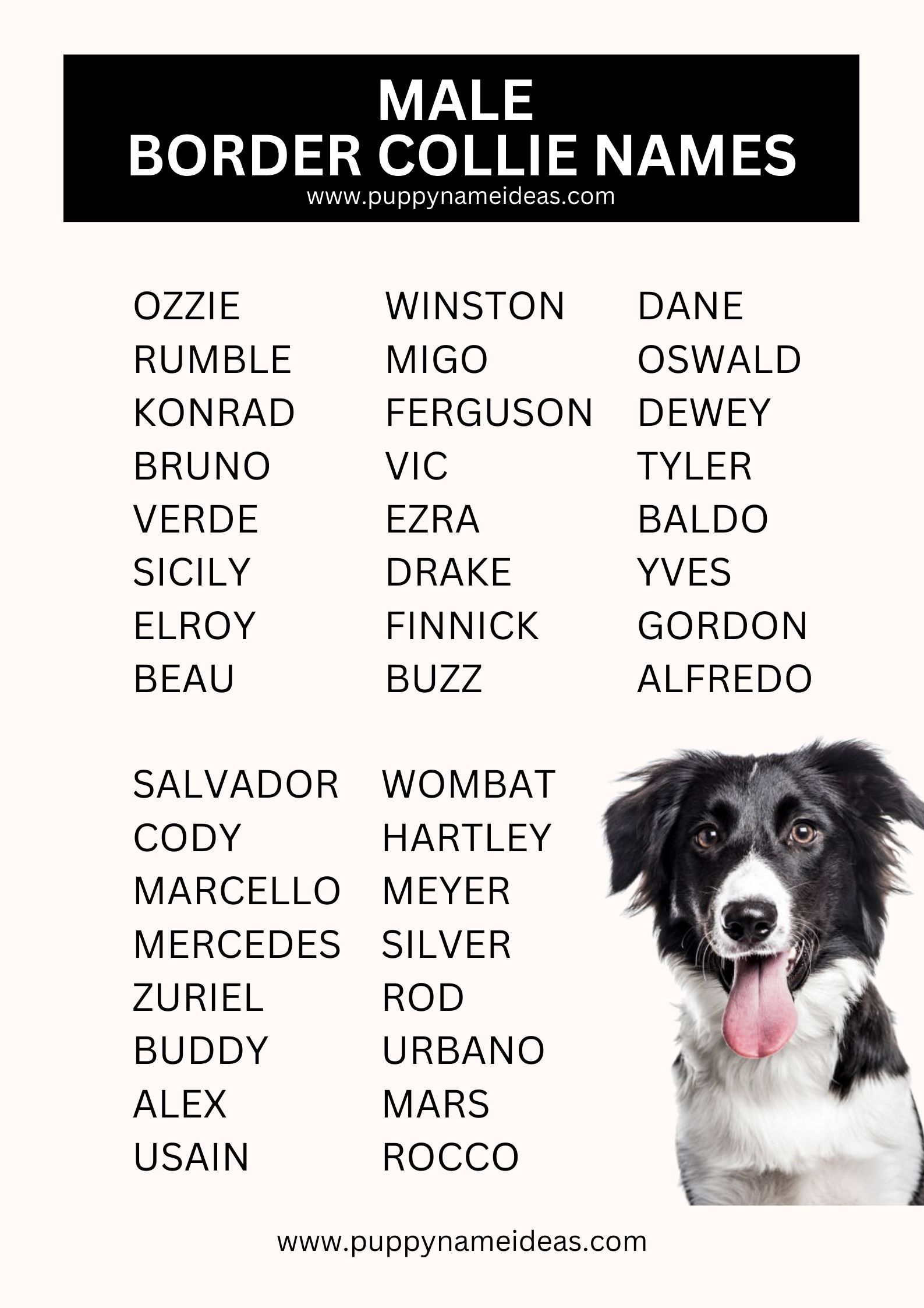 List Of Male Border Collie Names