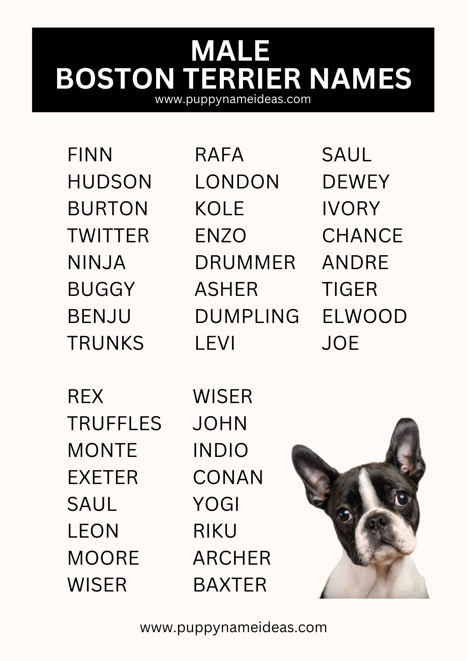 435+ Boston Terrier Names (With Meanings)