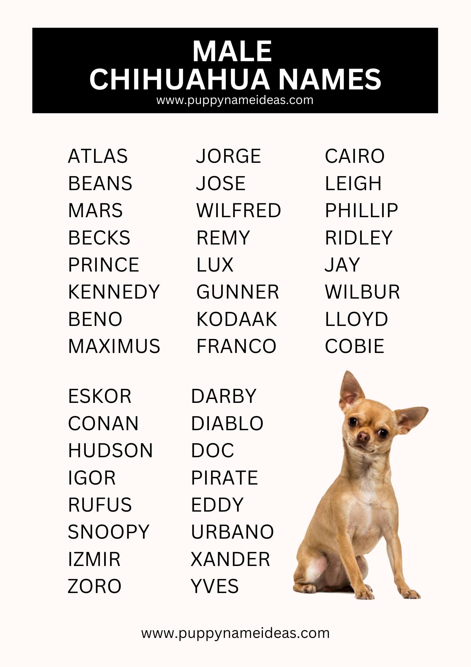 List Of Male Chihuahua Names