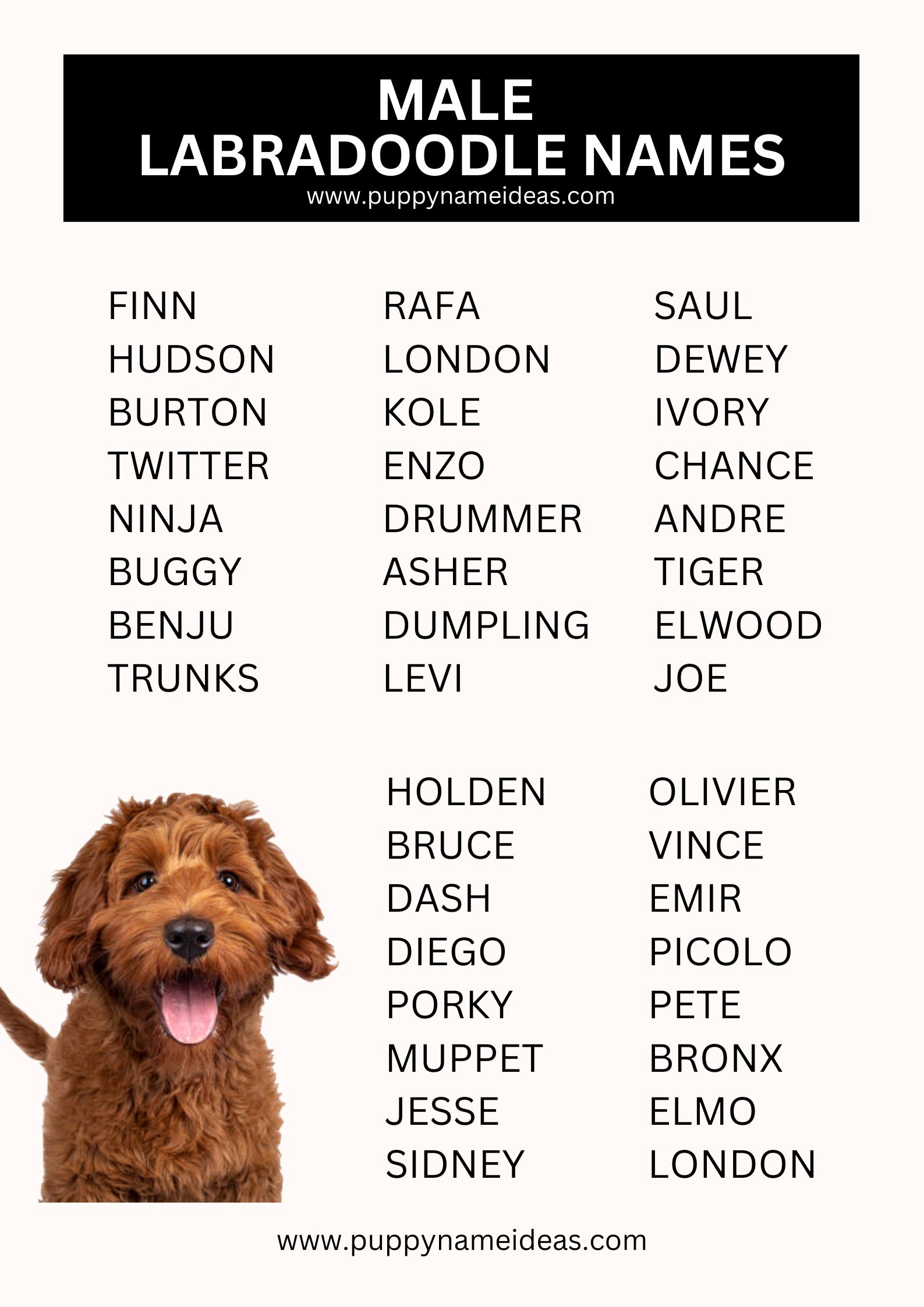list of male labradoodle names