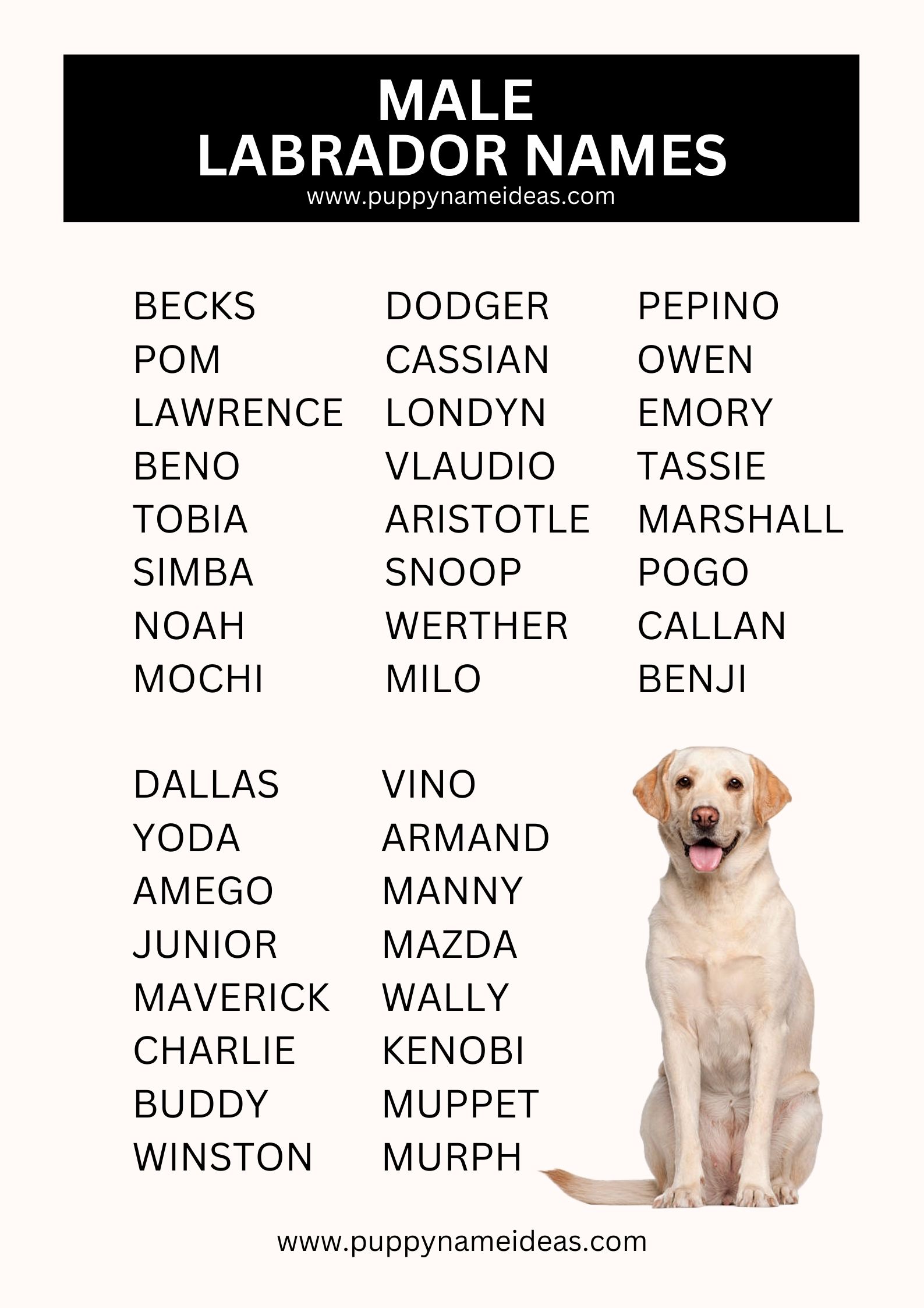 List Of Male Labrador Names