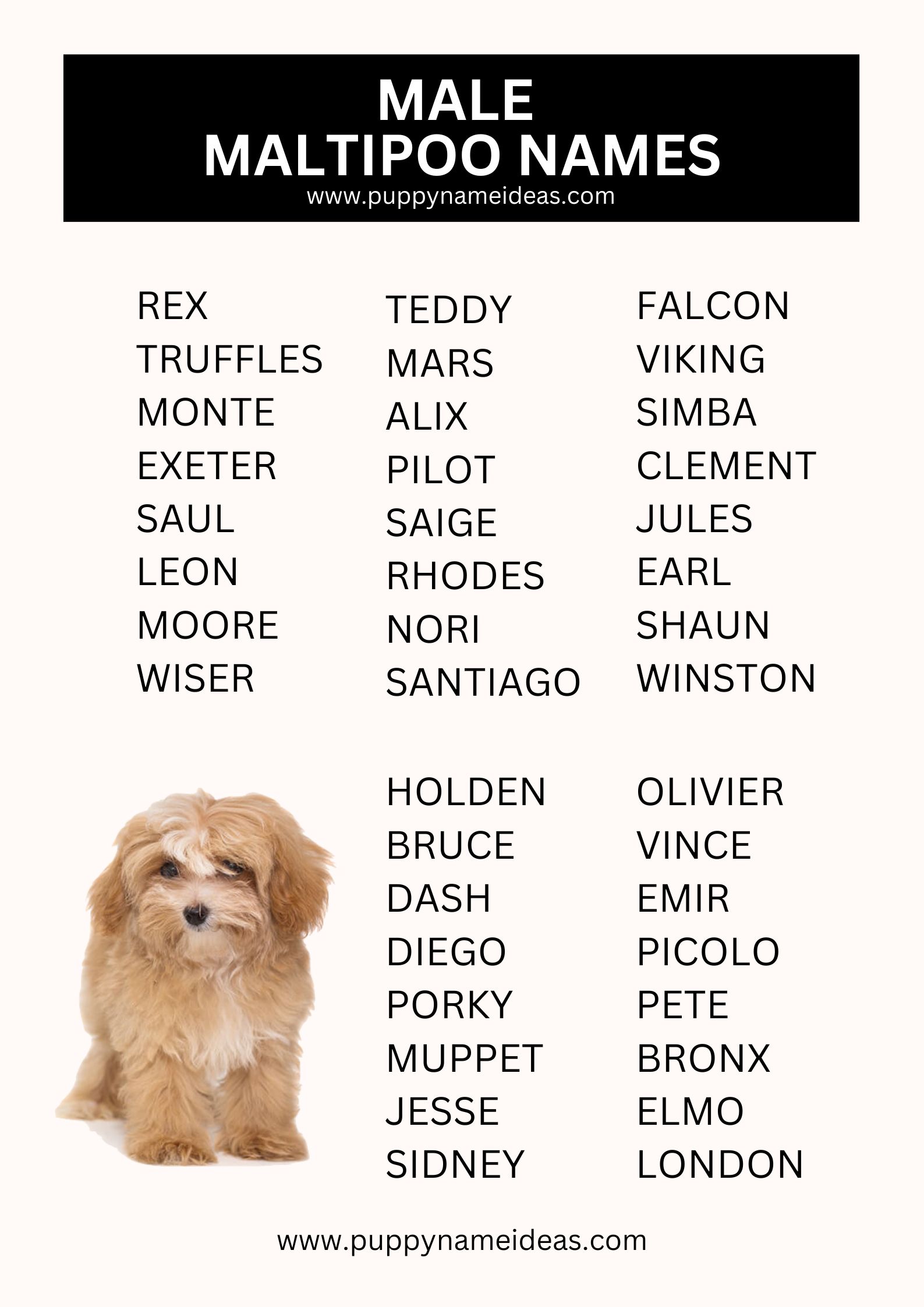 List Of Male Maltipoo Names