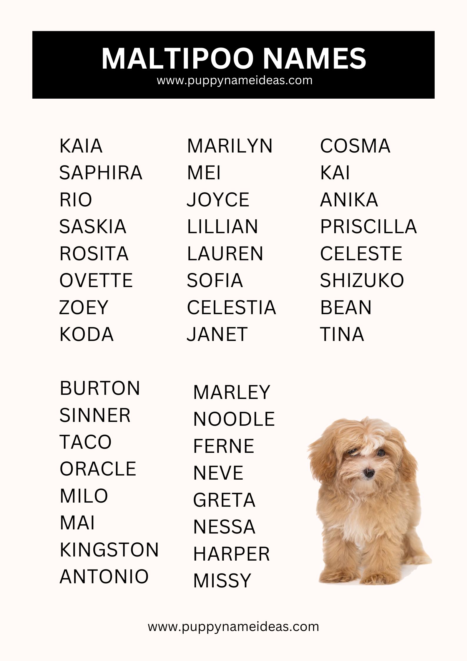 list of maltipoo names