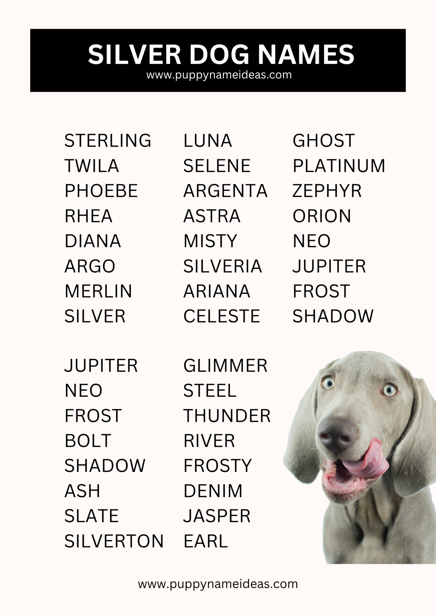 180+ Silver Dog Names - Puppy Name Ideas