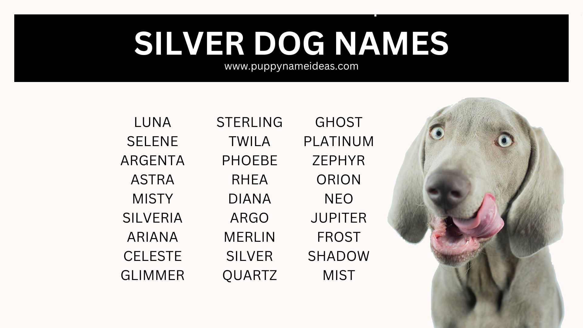 list of silver dog names