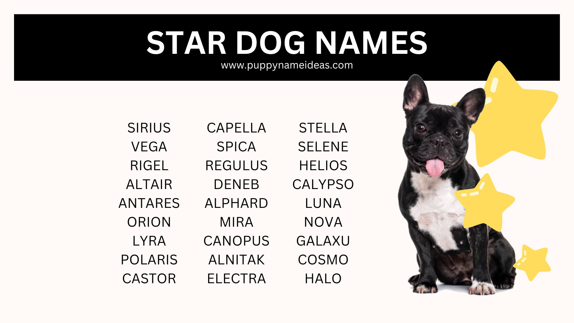 150+ Star Dog Names