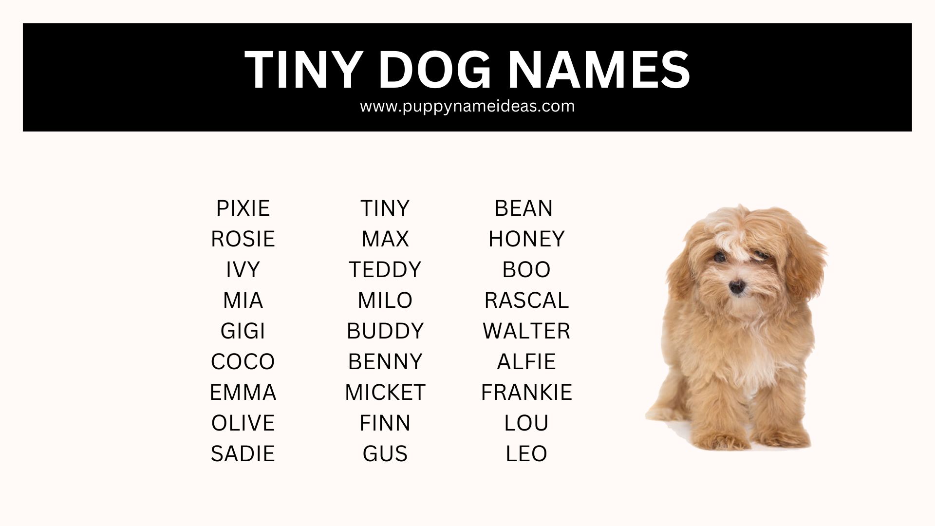 245+ Tiny Dog Names