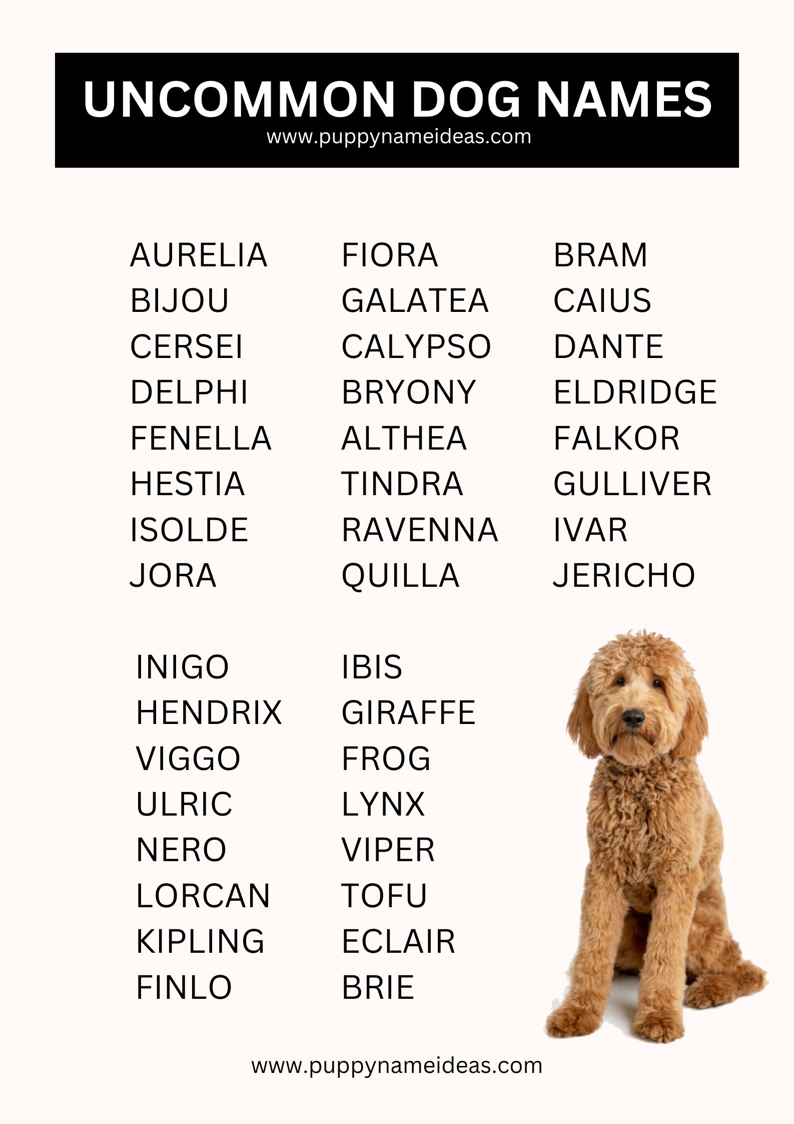 List Of Uncommon Dog Names