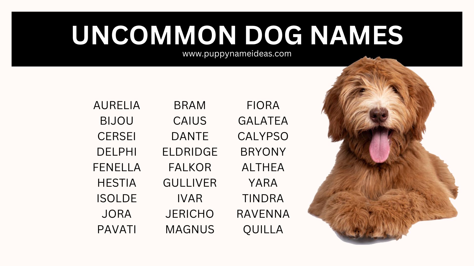 175+ Uncommon Dog Names