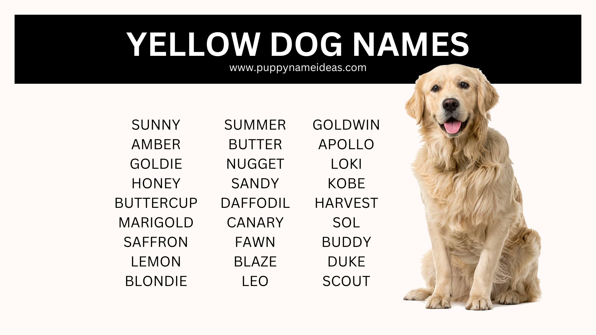 180+ Yellow Dog Names