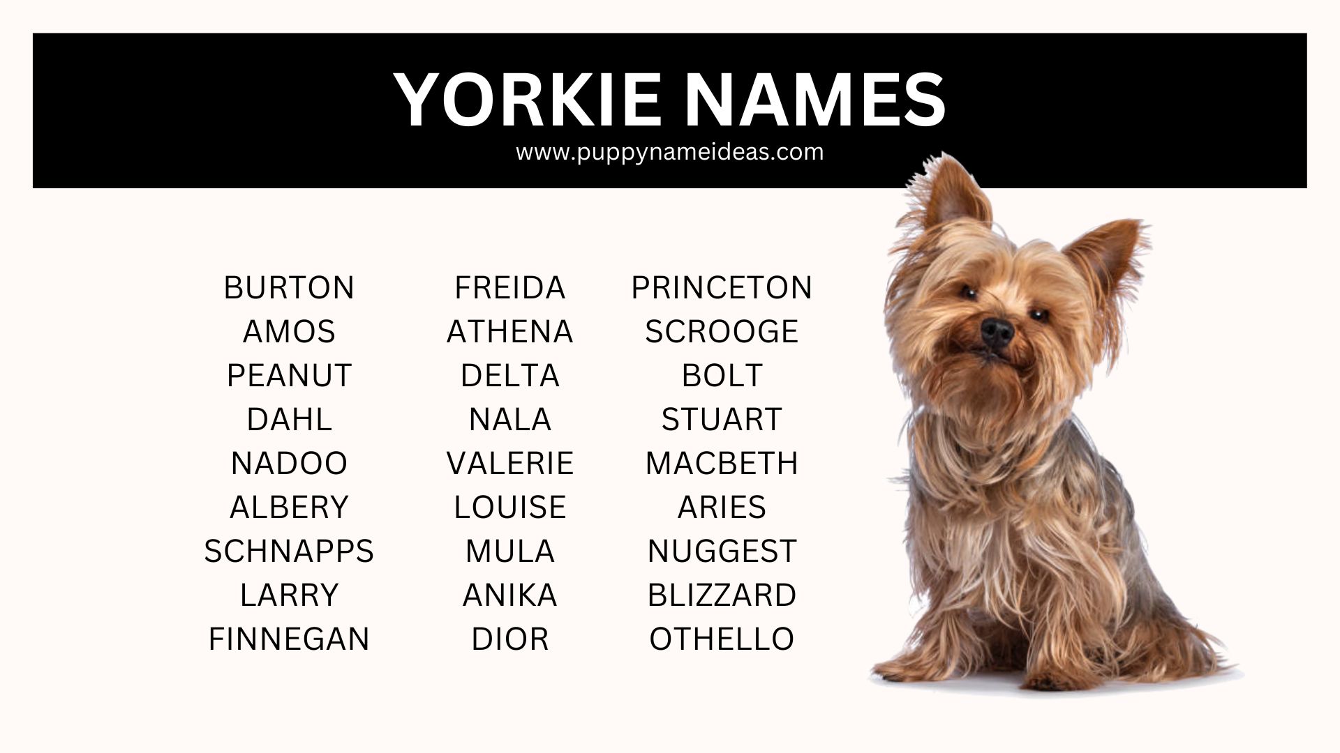 list of yorkie names