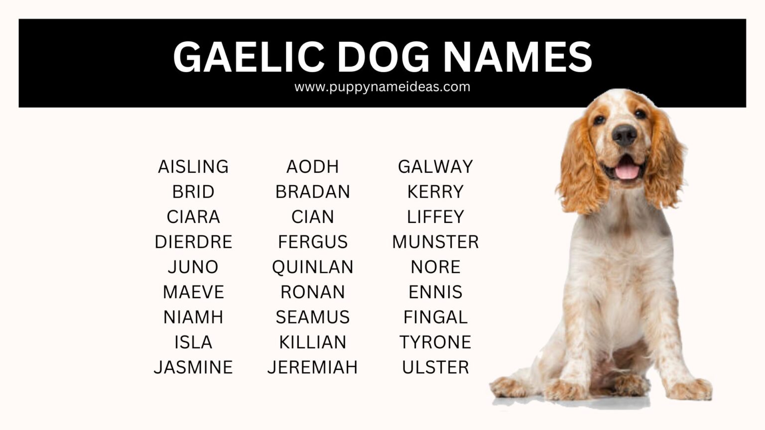 Puppy name ideas name your dog 
